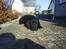 Labrador retriever Sofus (Formel 1) - Uuuh lidt træt bliver man af at være så populær ;D