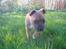 Staffordshire bull terrier ENVY