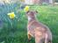 Staffordshire bull terrier ENVY