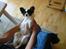 Papillon mikey - 4 mdr gammel