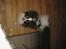Papillon mikey - 10 mdr