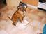 Jack russell terrier Jason R.I.P (kun 4½ år)  - 19. jason og basse ude og se om de kan for noget og spise.