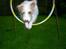 Jack russell terrier Jason R.I.P (kun 4½ år)  - 20. ja så køre det.. jason igemmen ringen.. 