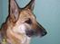 Schæferhund Achalia *DØD* - Sagde du hundekiks.. ??
