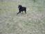 Labrador retriever Carlo