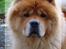 Chow chow Rico ~ Oskar of Flensborg - Hey... Jeg har altså set dig!