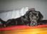 Labrador retriever Sofus (Formel 1) - Vent træt hjem efter hård træning ;D