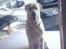 Labrador retriever Rico - Hi Hi, du ser godt nok sjov ud, mor..HEHE