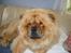 Chow chow Fuh-Thu-chow Inka-Rose - min ynglings plads på fars mave