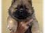 Chow chow Fuh-Thu-chow Inka-Rose - 7 uger og ikke til at stå for