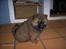 Chow chow Fuh-Thu-chow Inka-Rose - 4uger