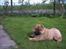 Chow chow Fuh-Thu-chow Inka-Rose