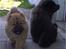 Chow chow Fuh-Thu-chow Inka-Rose