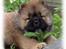 Chow chow Fuh-Thu-chow Inka-Rose