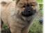 Chow chow Fuh-Thu-chow Inka-Rose - 10uger og  med på en kikker ved en udstilling