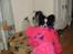 Papillon mikey - 10 mdr lille charme trold ik