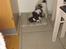 Papillon mikey - 10 mdr leger med boldt
