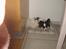 Papillon mikey - 10 mdr