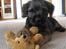 Border terrier Echo - 8 uger