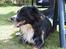 Border collie Jesse James