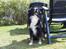 Border collie Jesse James