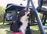 Border collie Jesse James