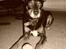 Blanding af racer Rollo - i sort hvid 