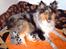 Shetland sheepdog Tulle (Har født 8 hvalpe) - En stolt tæve med sine helt nye hvalpe.