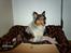 Shetland sheepdog Tulle (Har født 8 hvalpe) - gammel 32 tommer tv`s kasse er lykken som hygge kasse
