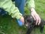 Engelsk springer spaniel Rex - Min mor og Rex <´3