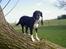 Blanding af racer R.I.P. Molly R.I.P. - 12) molly oppe i et træ