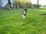 Blanding af racer R.I.P. Molly R.I.P. - 14) Molly er glad når hun kommer over til mig. undskyld kvaliteten.