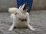Dansk Spids Luna - Jeg er en faaaarlig dræberhund >.<