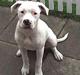Amerikansk bulldog | Shadi |