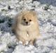 Pomeranian sarabi