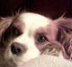 Cavalier king charles spaniel Nela 