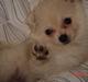 Pomeranian BamBam