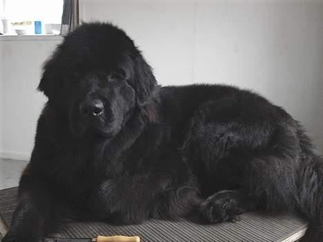 Newfoundlænder Bertha - apr. 07 billede 7