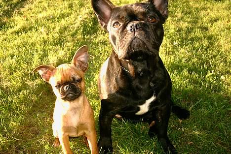 Blanding af racer Pippi billede 8