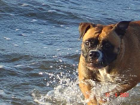 Olde english bulldogge Kenya billede 15