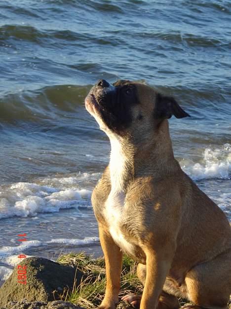 Olde english bulldogge Kenya billede 16