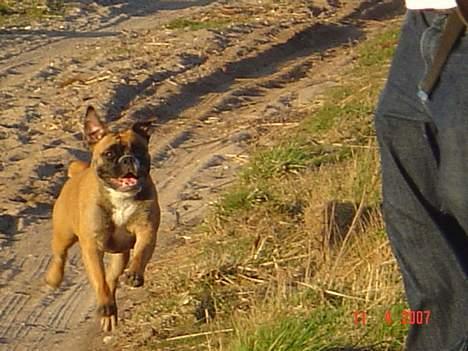 Olde english bulldogge Kenya billede 17