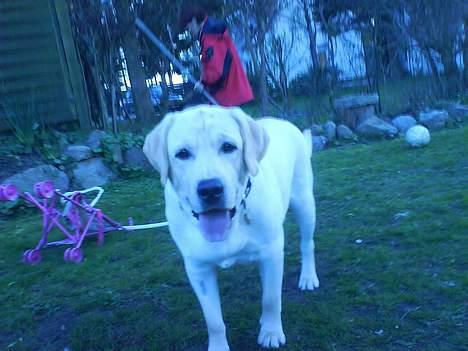 Labrador retriever Zanga - Endelig ude i haven,og lege lidt :)  billede 14