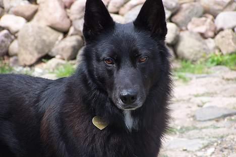 Blanding af racer Blackie billede 1