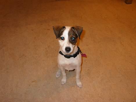 Dansk svensk gaardhund *MullePigen*  R.I.P... - Mulle med på arbejde... billede 7