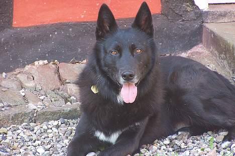 Blanding af racer Blackie billede 2