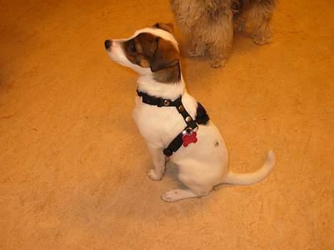 Dansk svensk gaardhund *MullePigen*  R.I.P... - Mulle & Mille (shih tzu) på arbejde... billede 8