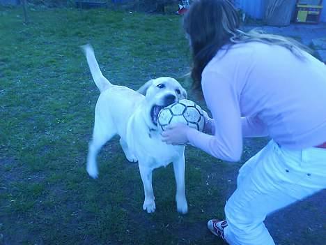 Labrador retriever Zanga - Fodboldkamp med Louise! Hvem er stærkest?! billede 15