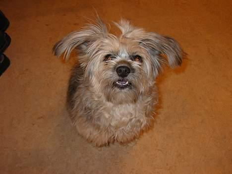 Dansk svensk gaardhund *MullePigen*  R.I.P... - Mille min mors shih tzu.. billede 9