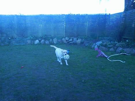 Labrador retriever Zanga - En rigtig lille fodboldspiller! billede 16